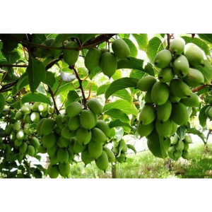 Саженцы Актинидия Доктор Шимановский (самоплодная)
