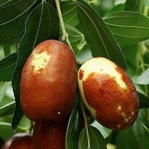 Саженцы Зизифус (унаби) Китайский - 2А