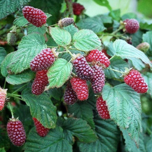 Ежемалина Логан Берри (красная) Ежемалина Логан Берри (красная)