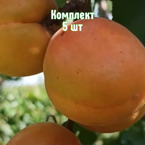 Саженцы Комплект 5шт / Абрикос Орлик Ставрополья