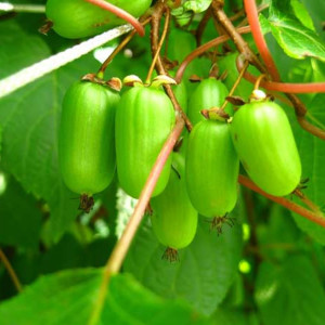 Саженцы Актинидия Лакомка (женская)