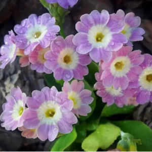 Саженцы Примула Бартл