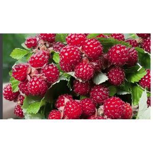 Саженцы Комплект 5шт / Ежемалина Ред Даймонд (красная)