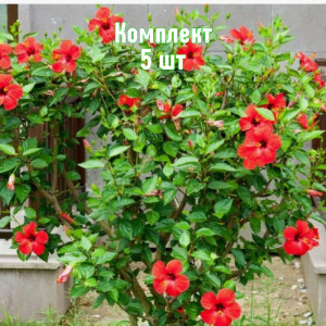 Саженцы Комплект 5шт / Гибискус древовидный красный