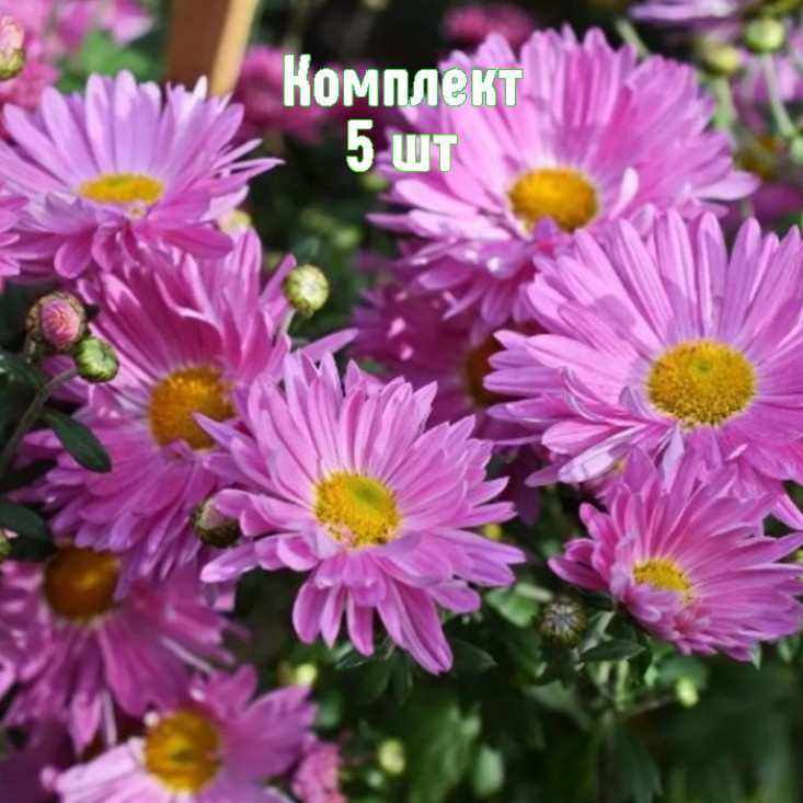 Хризантема Звезда Подмосковья Хризантема Звезда Подмосковья
