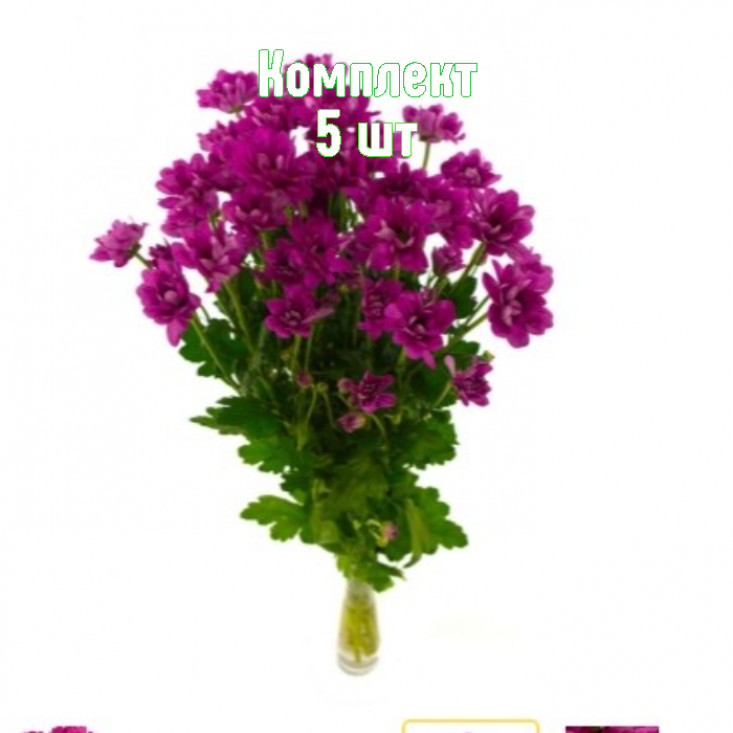 Комплект 5шт / Хризантема Мемфис Дарк Комплект 5шт / Хризантема Мемфис Дарк