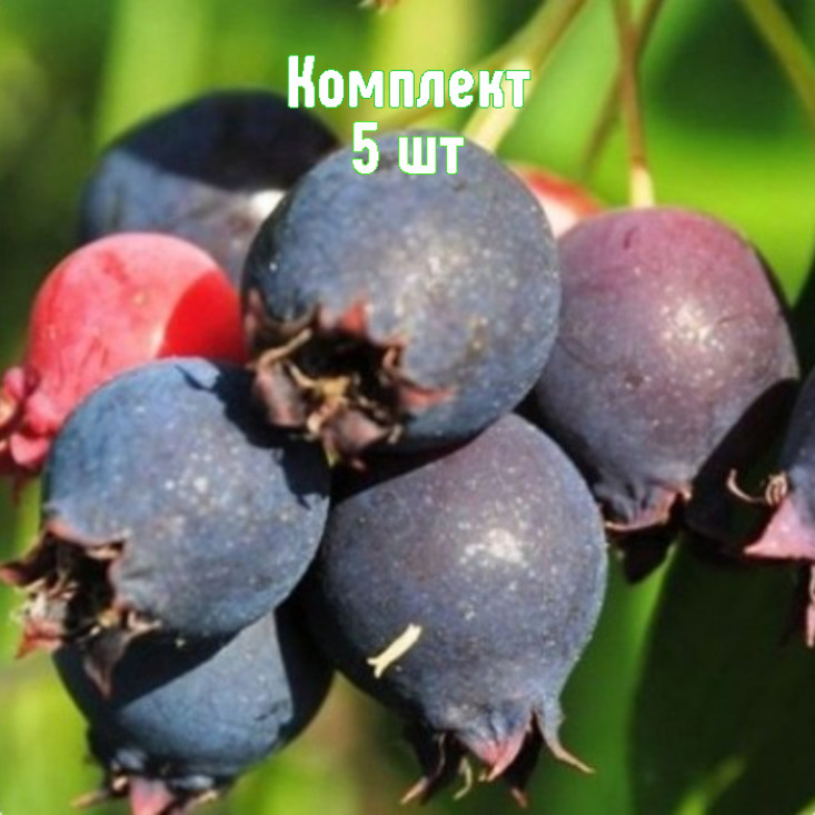 Комплект 5шт / Ирга Красноярская Комплект 5шт / Ирга Красноярская