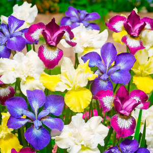 Саженцы Ирис Сибирика Бридерс Микс (sibirica Breeders Mix)