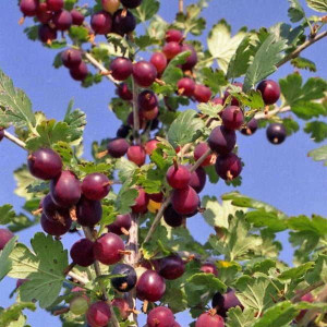 Саженцы Крыжовник Неслуховский