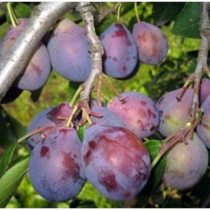Саженцы Слива Кубанский Карлик
