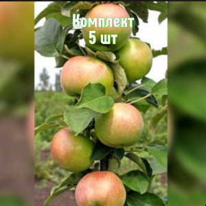 Саженцы Комплект 5шт / Яблоня Янтарное Ожерелье (колоновид..