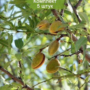 Саженцы Миндаль Милас