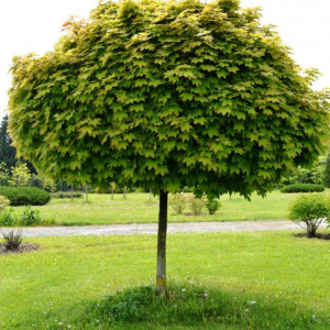 Саженцы Клён Остролистный (60-100 см)