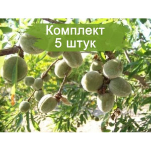 Саженцы Миндаль Виктория