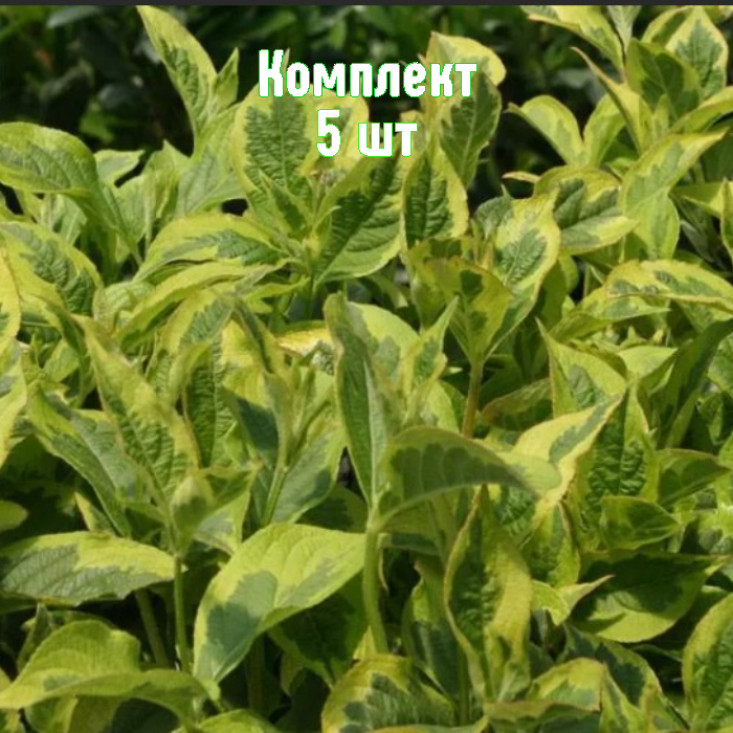 Комплект 5шт / Вейгела пестролистная Костериана вариегата Комплект 5шт / Вейгела пестролистная Костериана вариегата