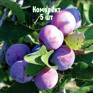 Саженцы Комплект 5шт / Слива Баллада