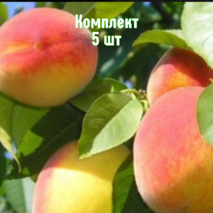 Саженцы Комплект 5шт / Персик Советский