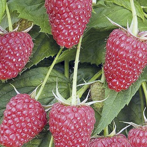 Саженцы Малина Таруса (Красная)