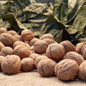 Саженцы Грецкий орех Великан