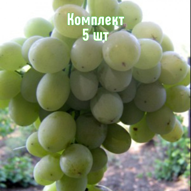 Комплект 5шт / Виноград Агадаи Комплект 5шт / Виноград Агадаи