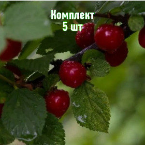 Саженцы Комплект 5шт / Вишня войлочная Любимица