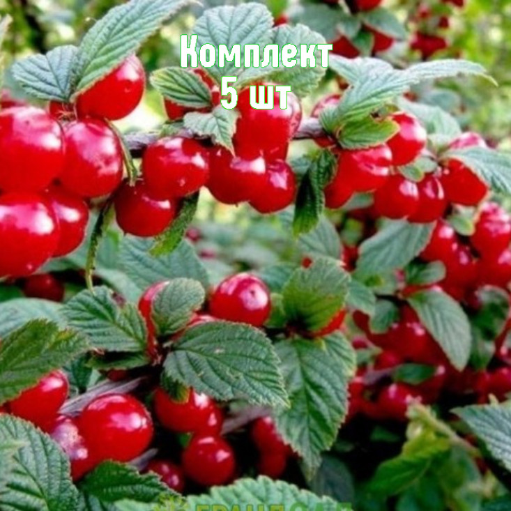 Комплект 5шт / Вишня войлочная Осенняя вировская Комплект 5шт / Вишня войлочная Осенняя вировская