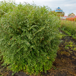 Саженцы Вяз мелколистный (сеянец 15-20 см)